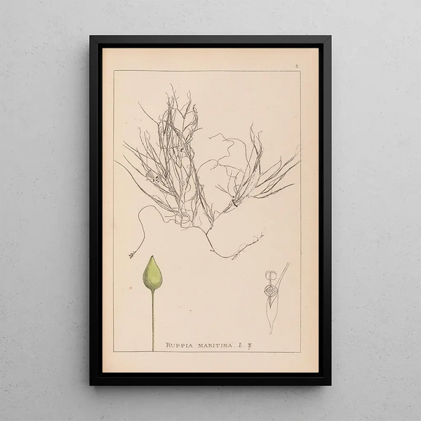 Louis Antoine Cusin - Herbier de la flore franaise Pl1095.webp