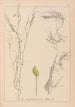 ranskalaisen kasvilajiston herbarium Pl1096 - Louis Antoine Cusin — näkymä teoksesta