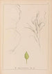ranskalaisen kasvilajiston herbarium Pl1097 - Louis Antoine Cusin — näkymä teoksesta