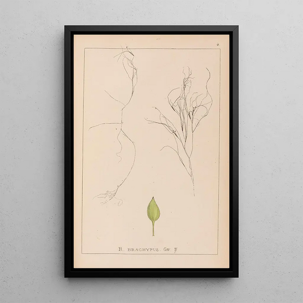 Louis Antoine Cusin - Herbier de la flore franaise Pl1097.webp
