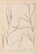 ranskalaisen kasvilajiston herbarium Pl1098 - Louis Antoine Cusin — näkymä teoksesta