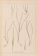 ranskalaisen kasvilajiston herbarium Pl1099 - Louis Antoine Cusin — näkymä teoksesta