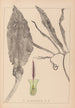 ranskalaisen kasvilajiston herbarium Pl1105 - Louis Antoine Cusin — näkymä teoksesta
