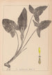 ranskalaisen kasvilajiston herbarium Pl1107 - Louis Antoine Cusin — näkymä teoksesta