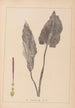 ranskalaisen kasvilajiston herbarium Pl1108 - Louis Antoine Cusin — näkymä teoksesta