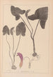 ranskalaisen kasvilajiston herbarium Pl1109 - Louis Antoine Cusin — näkymä teoksesta