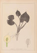 ranskalaisen kasvilajiston herbarium Pl1110 - Louis Antoine Cusin — näkymä teoksesta