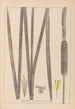 ranskalaisen kasvilajiston herbarium Pl1112 - Louis Antoine Cusin — näkymä teoksesta