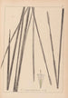 Herbier de la flore française Pl1114 - Louis Antoine Cusin — näkymä teoksesta