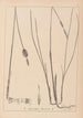 Herbier de la flore française Pl1116 - Louis Antoine Cusin — näkymä teoksesta