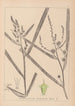 Herbier de la flore française Pl1118 - Louis Antoine Cusin — näkymä teoksesta