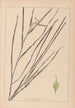 Herbier de la flore française Pl1120 - Louis Antoine Cusin — näkymä teoksesta