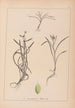 Herbier de la flore française Pl1121 - Louis Antoine Cusin — näkymä teoksesta