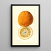 Citrus grandis Alamoen - Louis Charles Christopher Krieger — kehystetty taideteos seinällä
