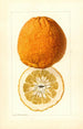 Citrus grandis Alamoen - Louis Charles Christopher Krieger — näkymä teoksesta