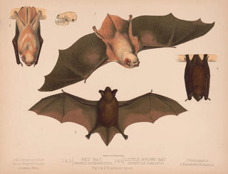 Louis Prang  Co - 1  2 Red bat Lasiurus noveboracensis 3  4 Little brown bat Vespertillo subulatus.webp