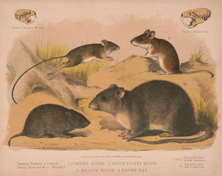 Souris sautante Souris à pieds blancs Campagnol Rat brun - Louis Prang Co — näkymä teoksesta