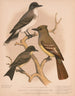Un roi oiseau, un moucherolle à crête, un moucherolle pewee ou phbe - Louis Prang Co — näkymä teoksesta