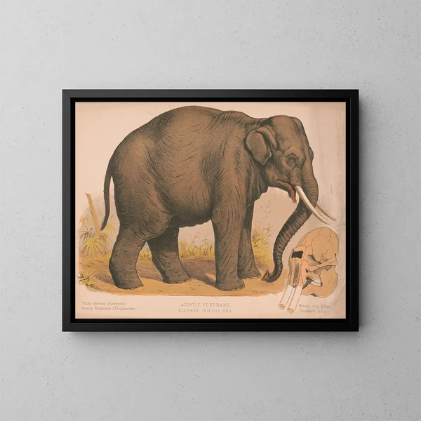 Aasian norsu Elephas indicus - Louis Prang Co — kehystetty taideteos seinällä