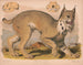 Lynx du Canada - Louis Prang Co — näkymä teoksesta