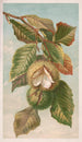 Kastanjapuu Castanea vulgaris var. Americana - Louis Prang Co — näkymä teoksesta