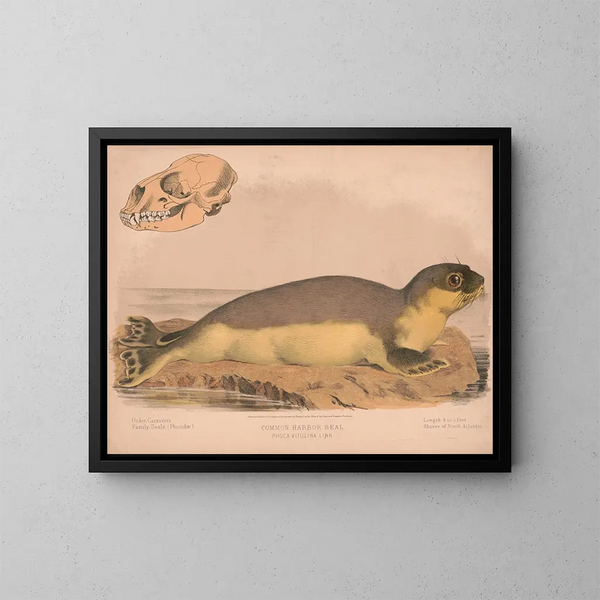 Phoque commun Phoca vitulina - Louis Prang Co — kehystetty taideteos seinällä