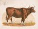 Vache - Louis Prang Co — näkymä teoksesta