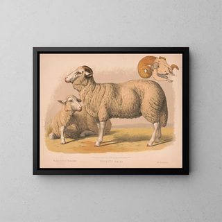 Louis Prang  Co - Domestic sheep.webp