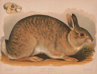 Lapin gris Lepus sylvaticus - Louis Prang Co — näkymä teoksesta