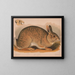 Lapin gris Lepus sylvaticus - Louis Prang Co — kehystetty taideteos seinällä