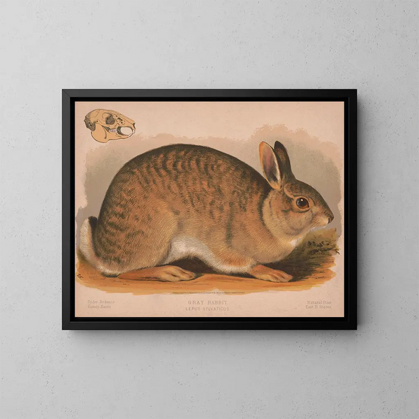 Lapin gris Lepus sylvaticus - Louis Prang Co — kehystetty taideteos seinällä
