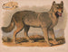 Harmaa susi Canis lupus - Louis Prang Co — näkymä teoksesta