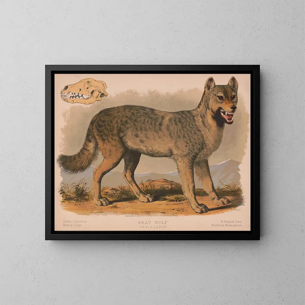 Harmaa susi Canis lupus - Louis Prang Co — kehystetty taideteos seinällä