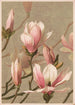 Magnolia - Louis Prang Co — näkymä teoksesta