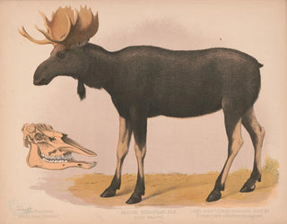 Euroopan alces - Louis Prang Co — näkymä teoksesta