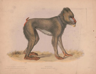 Mormon Maimon Gray - Louis Prang Co — näkymä teoksesta