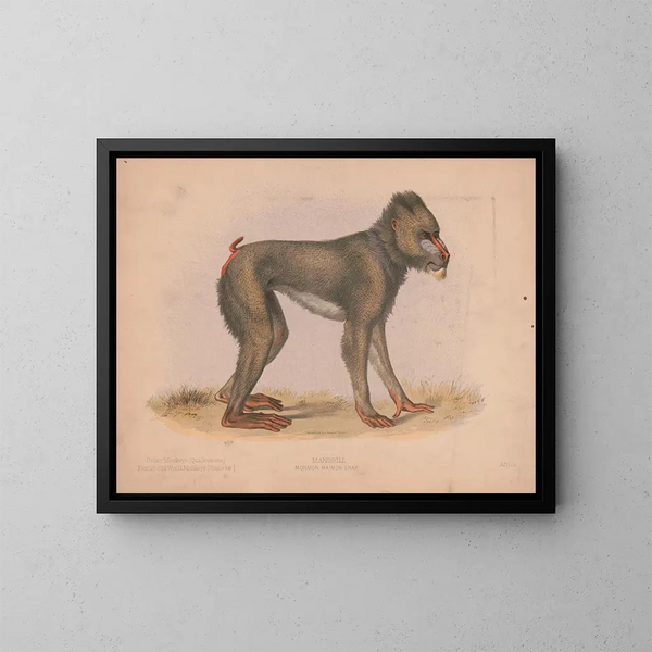 Mormon Maimon Gray - Louis Prang Co — kehystetty taideteos seinällä