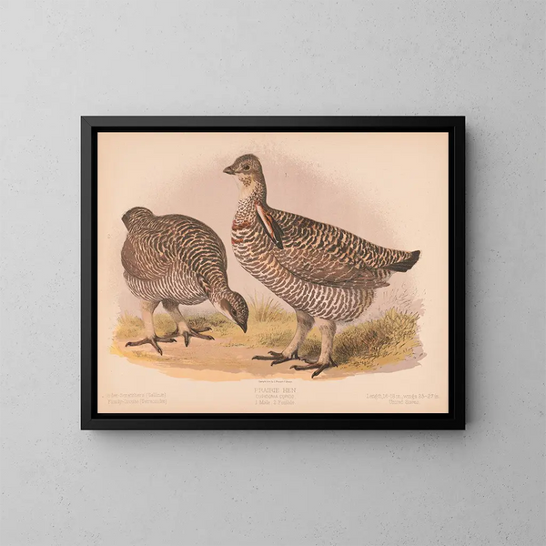 Niittykanahaukan - Louis Prang Co — kehystetty taideteos seinällä