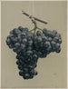Raisins Alicante noirs primés - Louis Prang Co — näkymä teoksesta