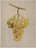 Raisins Hamburg dorés primés - Louis Prang Co — näkymä teoksesta