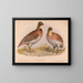 Caille tai Bobwhite Ortyx virginianus bon 1 uros 2 naaraat - Louis Prang Co — kehystetty taideteos seinällä