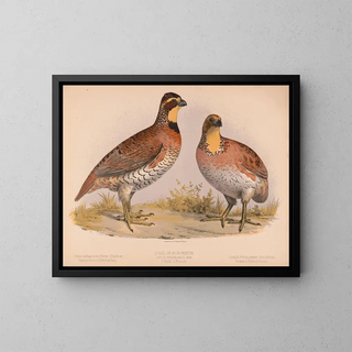Caille tai Bobwhite Ortyx virginianus bon 1 uros 2 naaraat - Louis Prang Co — kehystetty taideteos seinällä