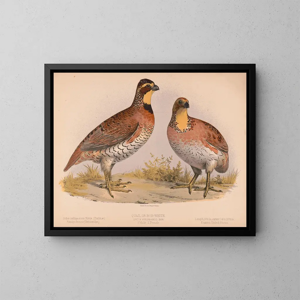Caille tai Bobwhite Ortyx virginianus bon 1 uros 2 naaraat - Louis Prang Co — kehystetty taideteos seinällä