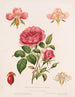 Rose et ses parties - Louis Prang Co — näkymä teoksesta