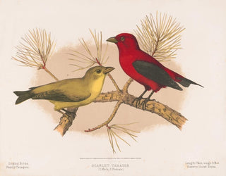 Louis Prang  Co - Scarlet tanager 1 Male 2 Female.webp