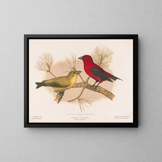 Louis Prang  Co - Scarlet tanager 1 Male 2 Female.webp