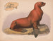 Lion de mer mâle Eumetopias stelleri - Louis Prang Co — näkymä teoksesta