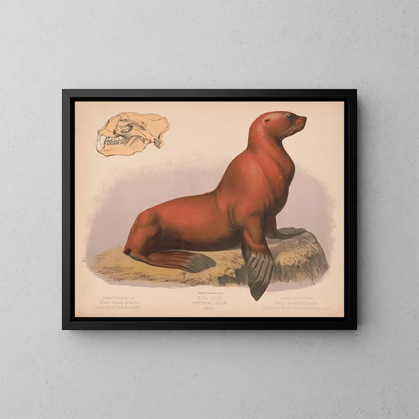 Lion de mer mâle Eumetopias stelleri - Louis Prang Co — kehystetty taideteos seinällä