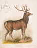 Le wapiti américain - Louis Prang Co — näkymä teoksesta