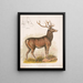 Le wapiti américain - Louis Prang Co — kehystetty taideteos seinällä